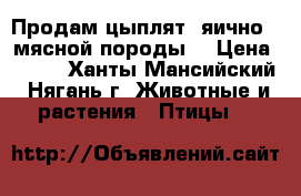 Продам цыплят, яично - мясной породы. › Цена ­ 100 - Ханты-Мансийский, Нягань г. Животные и растения » Птицы   